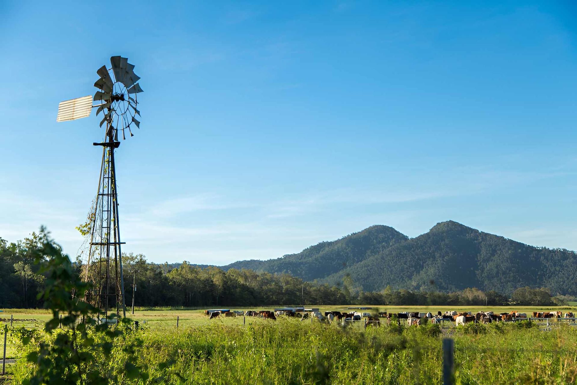 A Windmill Is In The Middle Of A Grassy Field — Dalrymple Sheet Metal In Mackay, QLD