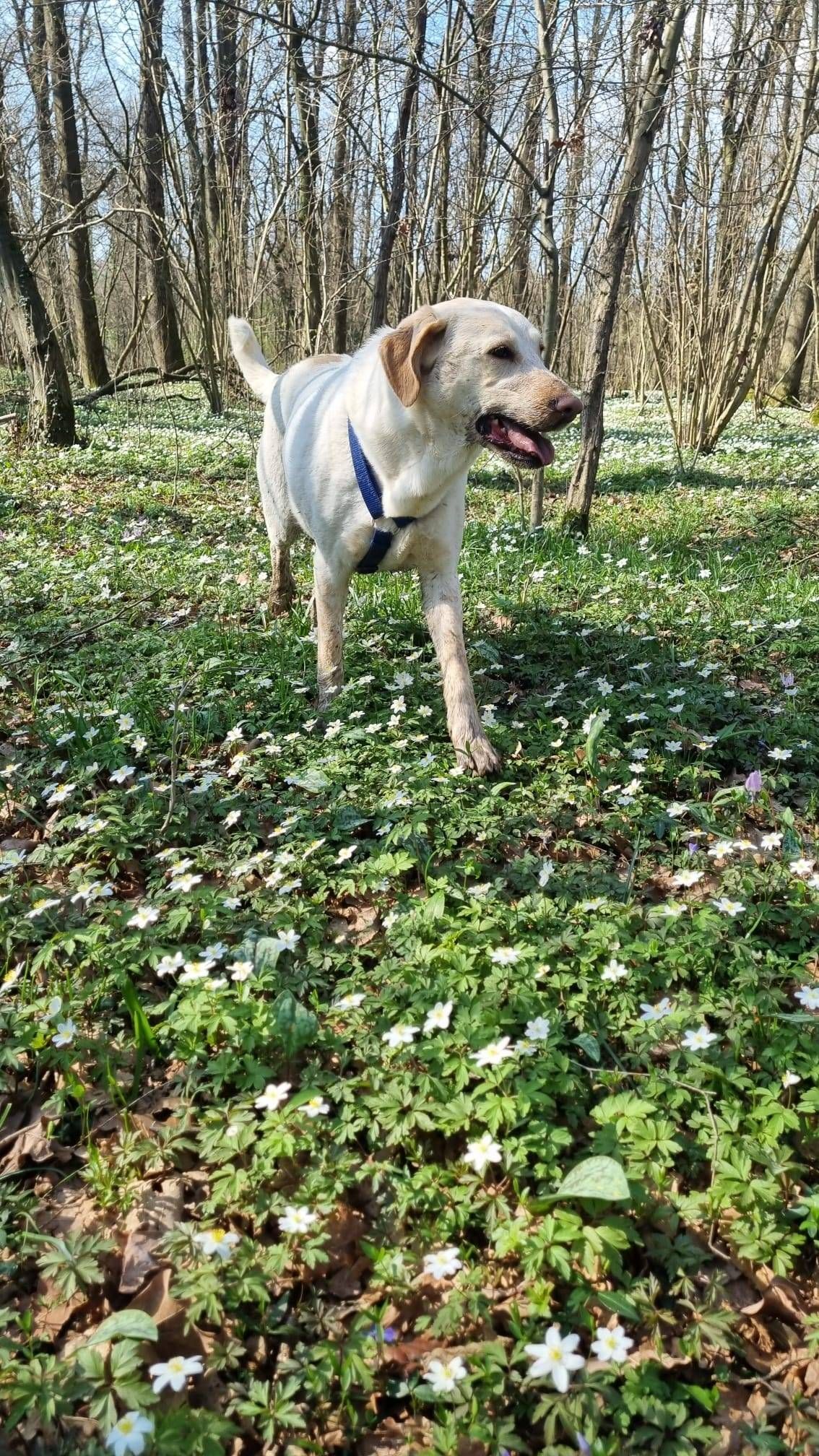 socializzazione del cane SCUOLA CINOFILA HOBBIT