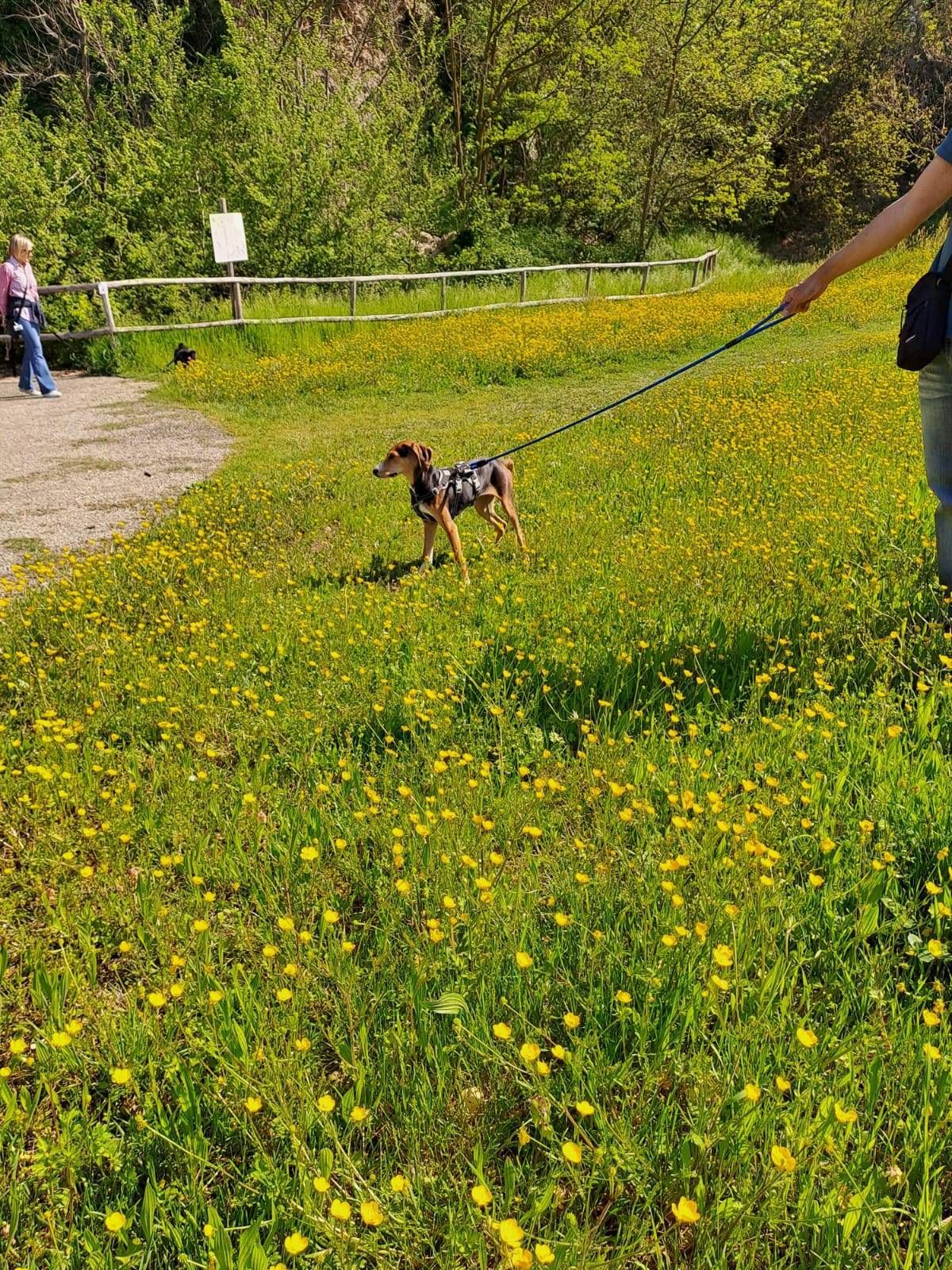 socializzazione del cane SCUOLA CINOFILA HOBBIT