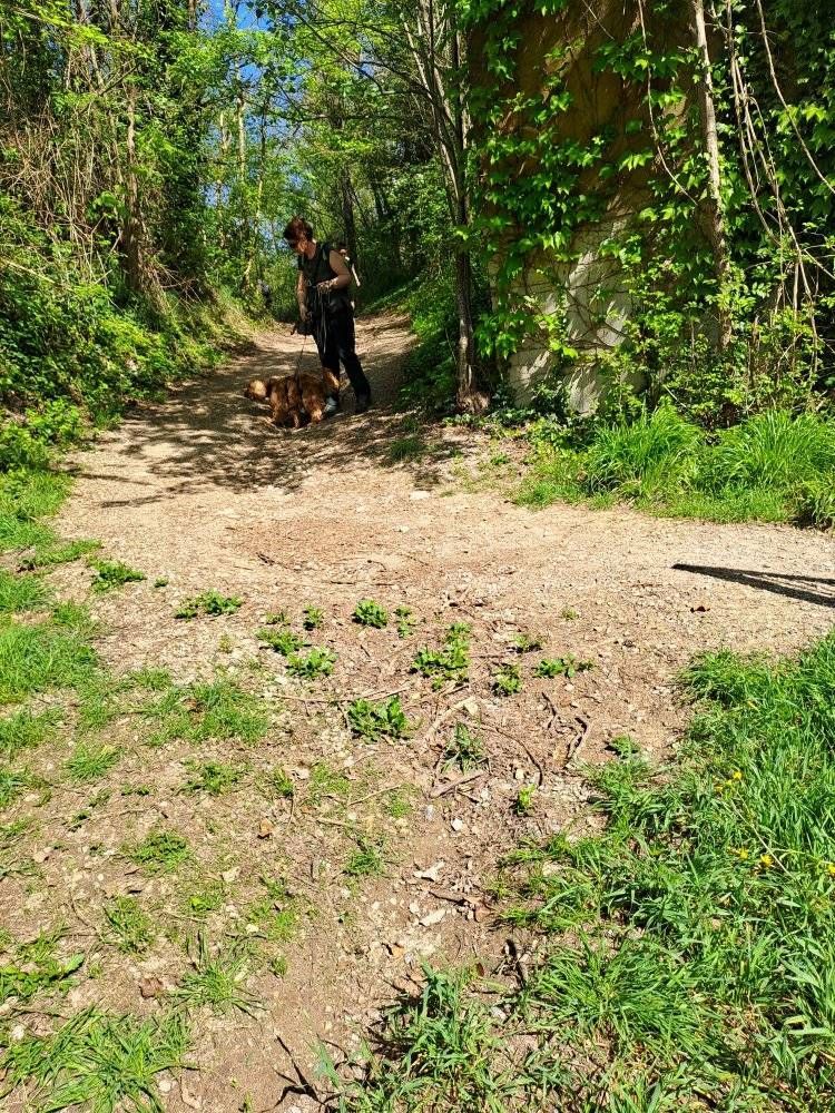 socializzazione del cane SCUOLA CINOFILA HOBBIT