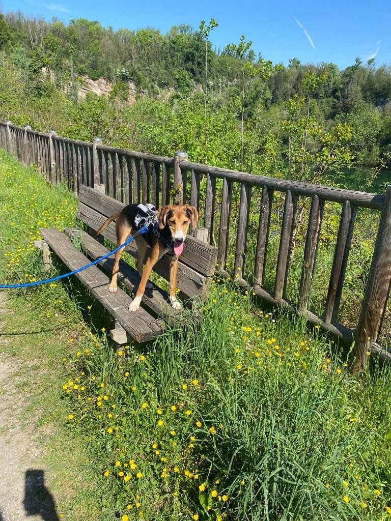 socializzazione del cane SCUOLA CINOFILA HOBBIT