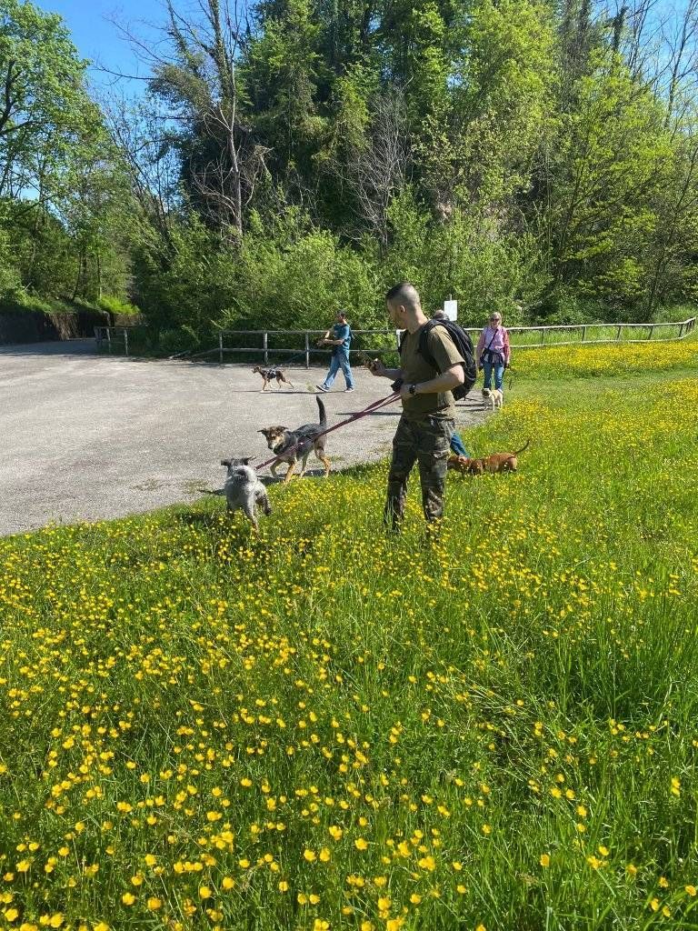 socializzazione del cane SCUOLA CINOFILA HOBBIT