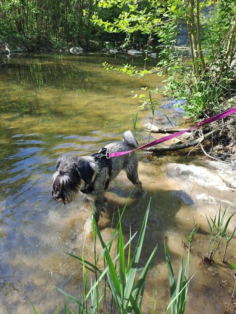 socializzazione del cane SCUOLA CINOFILA HOBBIT