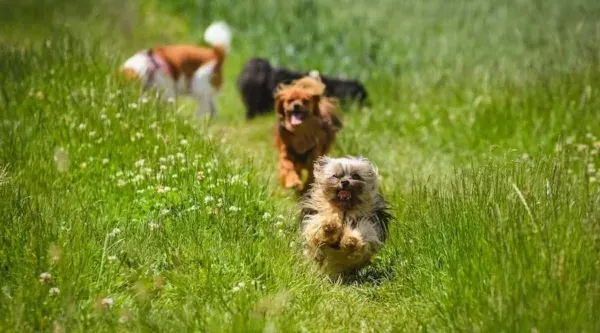 Socializzazione del cane