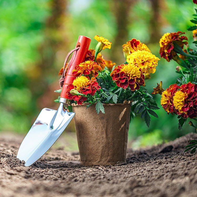 Shovel And Pot With Marigold Flowers — Garden Equipment In Bowen QLD