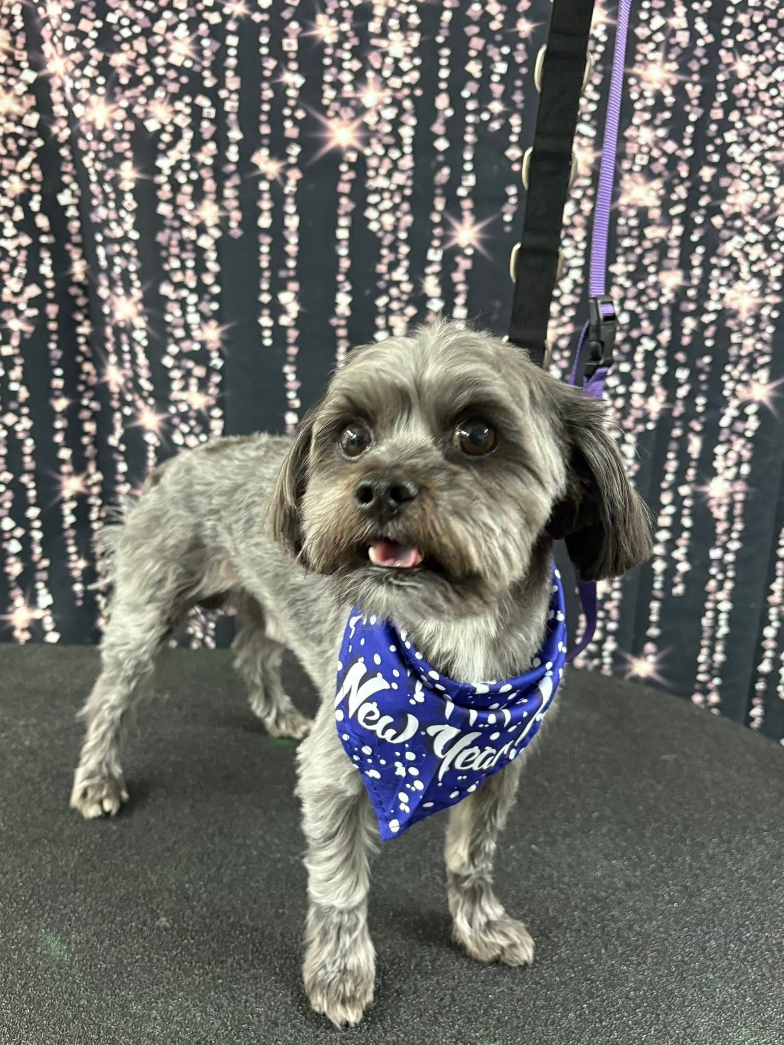 Small gray dog wearing a blue bandana stands on a black floor before a sparkling light backdrop. Small gray dog wearing a blue bandana stands on a black floor before a sparkling light backdrop.