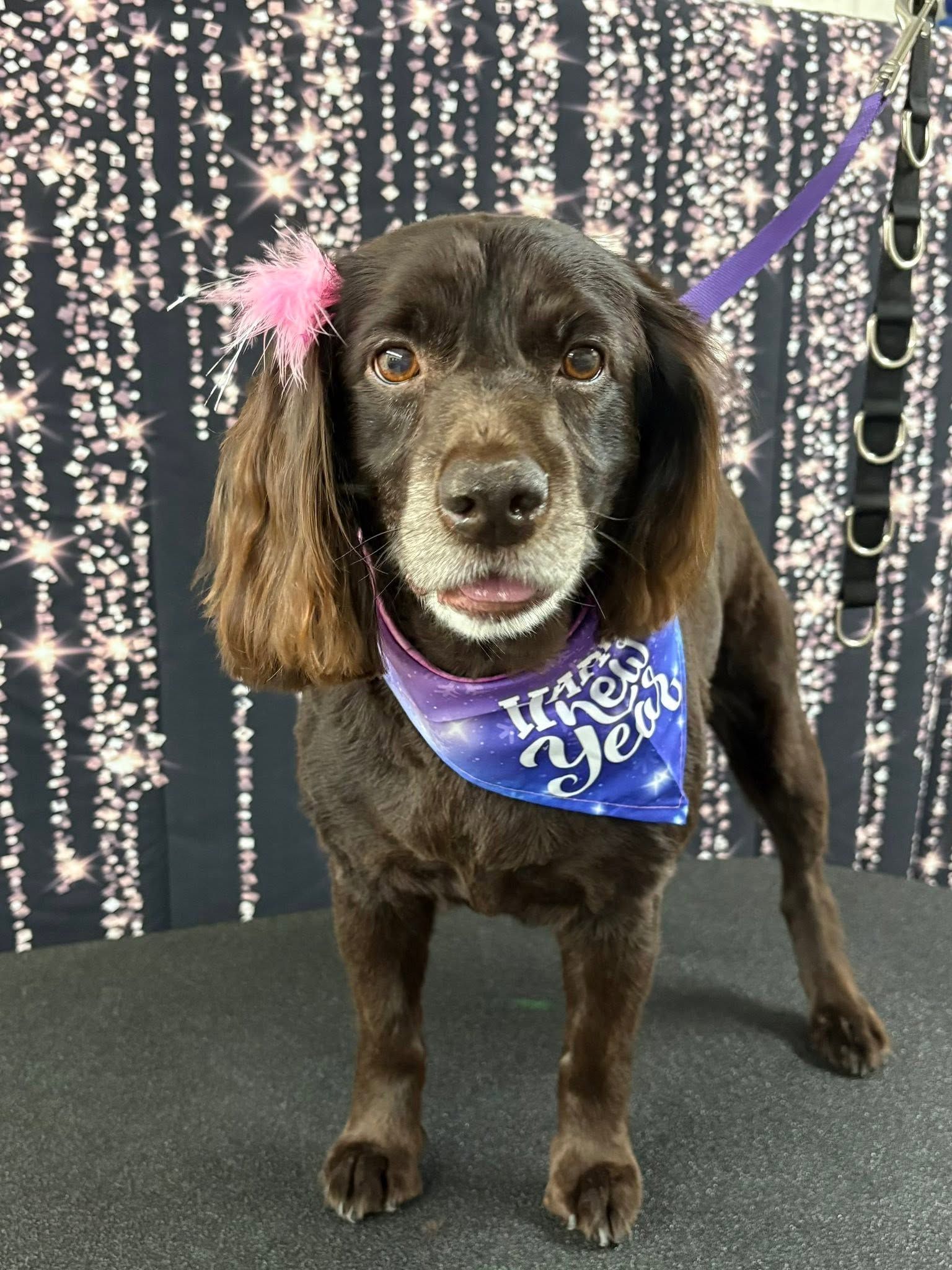 Small brown dog wearing a purple bandana and pink flower, standing on a black surface with sparkly backdrop. Small brown dog wearing a purple bandana and pink flower, standing on a black surface with sparkly backdrop.