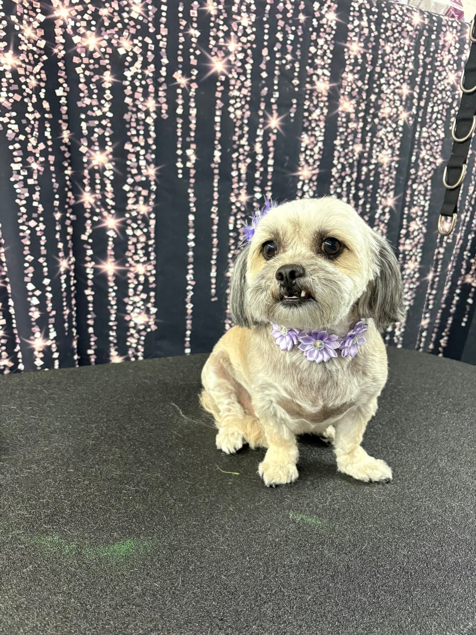 Small tan dog wearing a purple collar, sitting on gray carpet in front of sparkling lights. Small tan dog wearing a purple collar, sitting on gray carpet in front of sparkling lights.