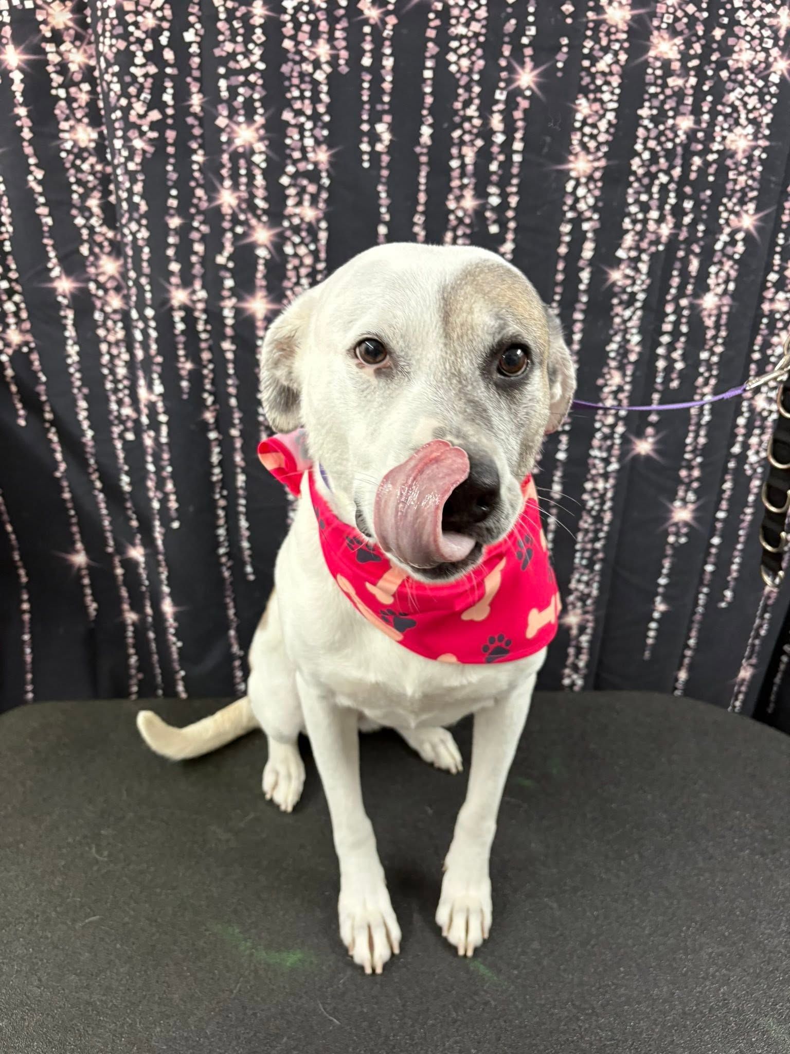 White dog in a red bandana sitting against a sparkly black backdrop, licking its nose. White dog in a red bandana sitting against a sparkly black backdrop, licking its nose.