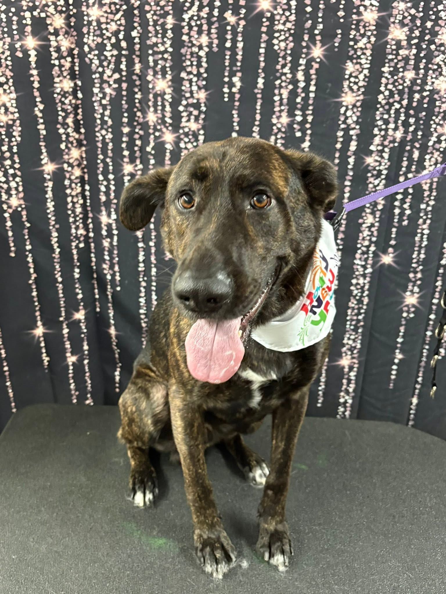 Brown brindle dog sitting with tongue out, wearing a colorful bandana against a sparkling black backdrop Brown brindle dog sitting with tongue out, wearing a colorful bandana against a sparkling black backdrop