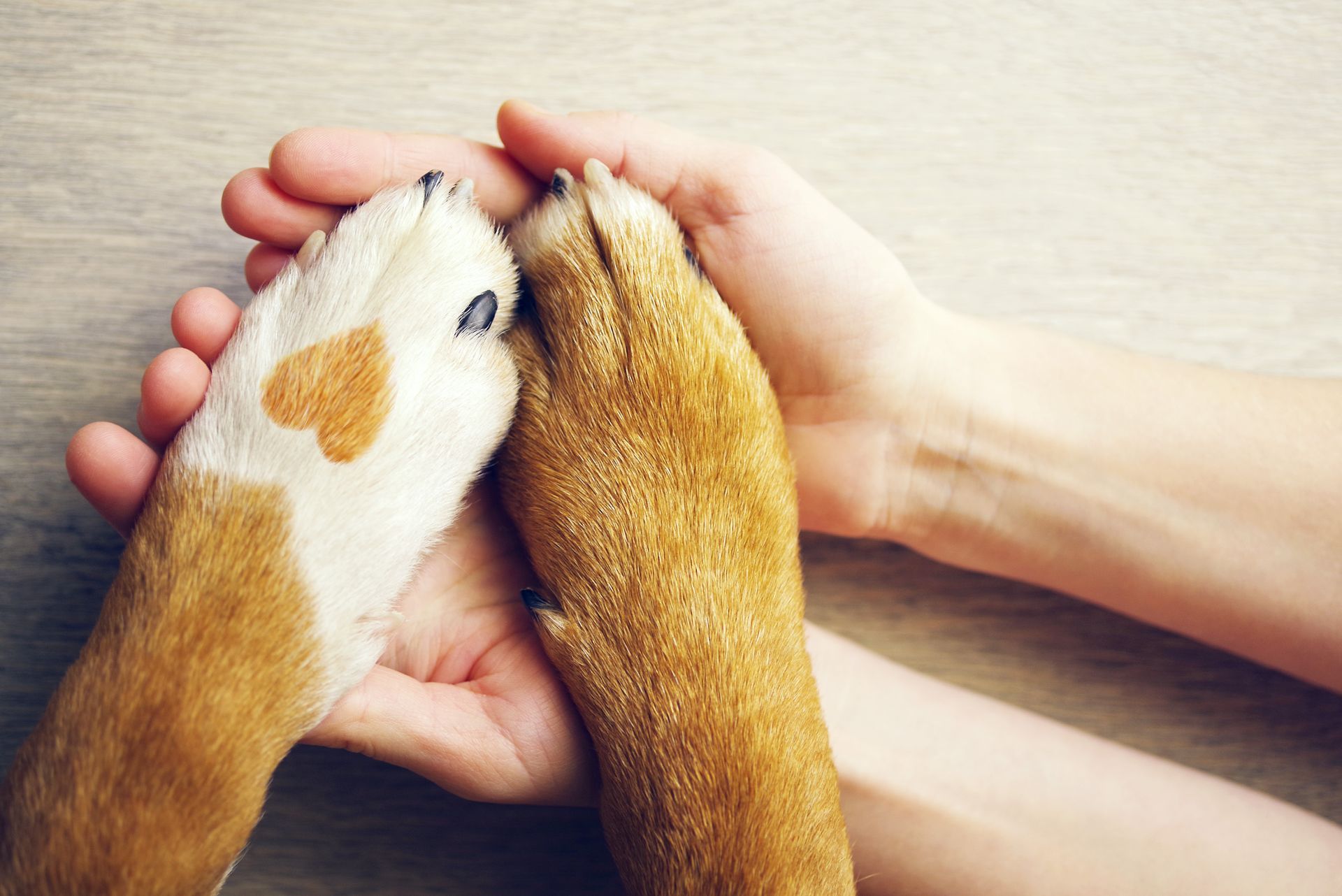 Two hands gently holding a white-and-brown dog paw and a brown dog paw.