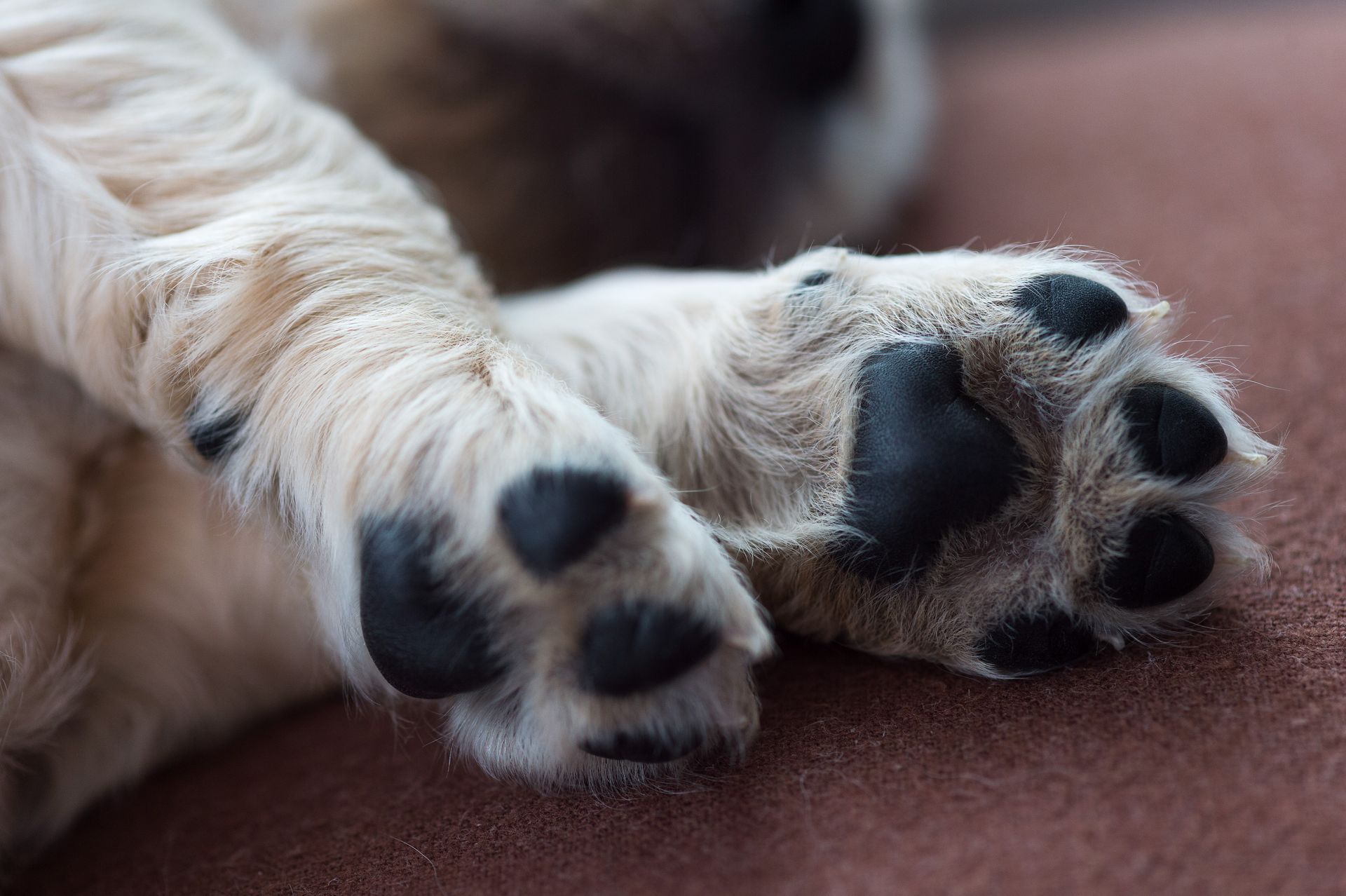 Close-up of a white dog's paws resting on a brown blanket, showing black paw pads and claws Close-up of a white dog's paws resting on a brown blanket, showing black paw pads and claws