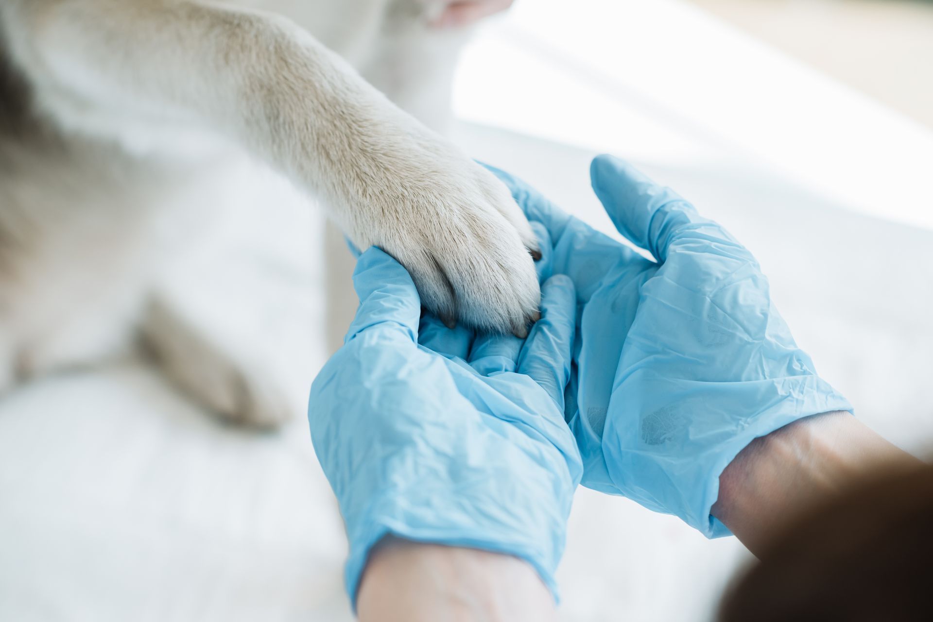 Blue-gloved hands gently hold a white dog's paw during a vet exam Blue-gloved hands gently hold a white dog's paw during a vet exam