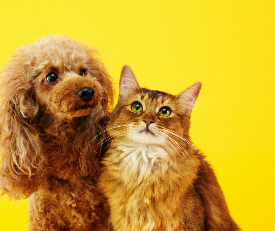 brown cat and dog