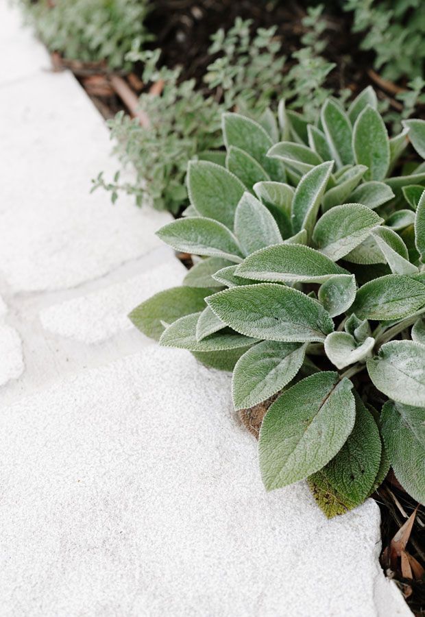 Paul Pritchard Landscape Design Beast Brighton