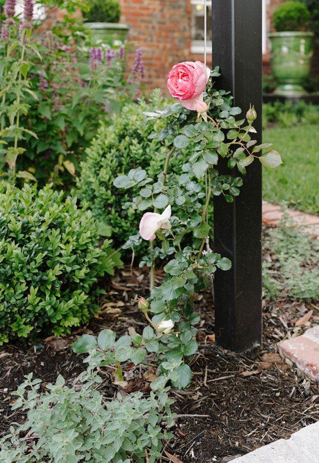 Modern home with pool, lounge area, and dark wood exterior. Sunny outdoor setting.