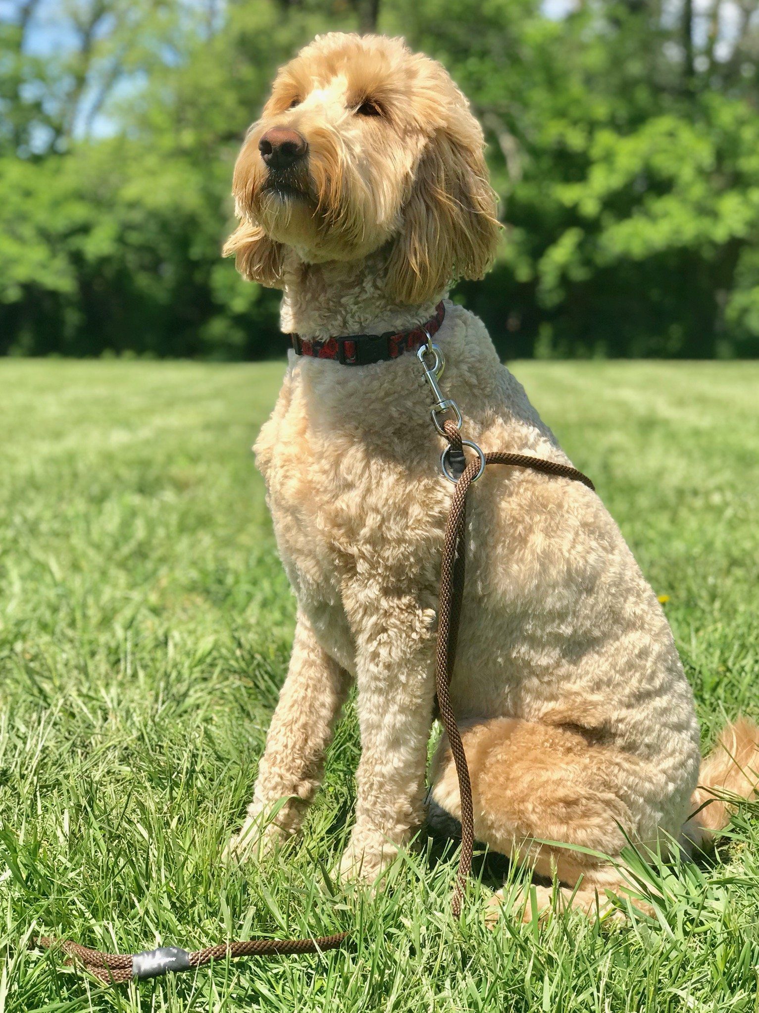 A small dog is sitting in the grass on a leash.