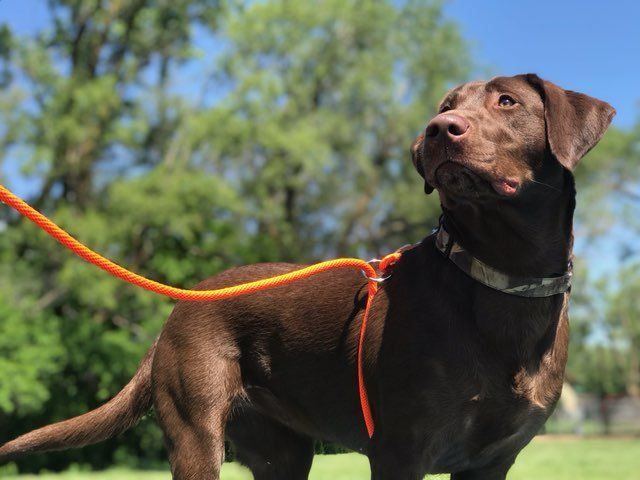 A large dog wearing an orange Walkie leash