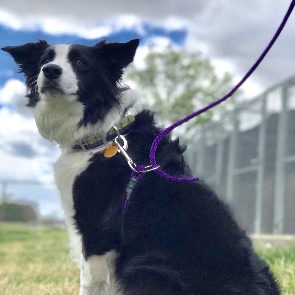 A medium sized dog in a purple Walkie leash