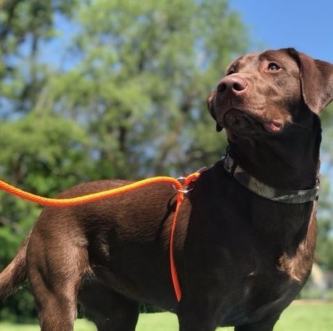 Chocolate lab wearing an orange Walkie leash