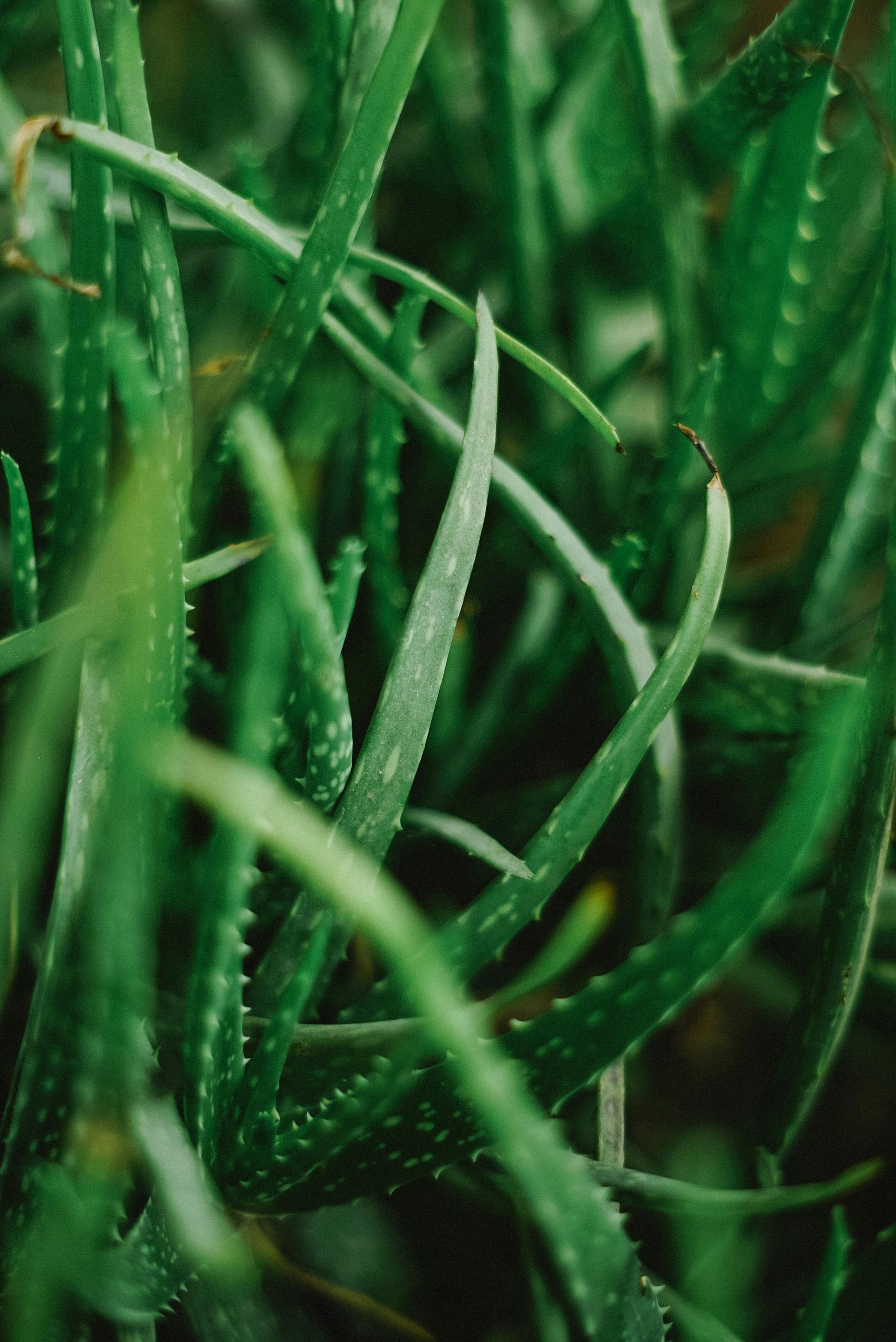 Aloe Plants