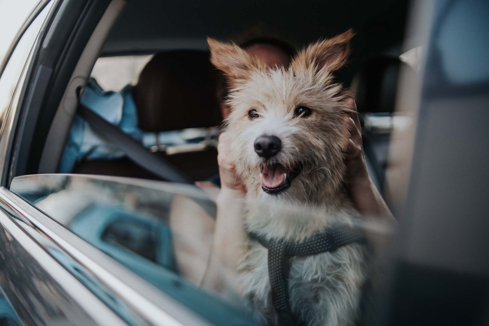 A dog is sitting in the back seat of a car looking out the window