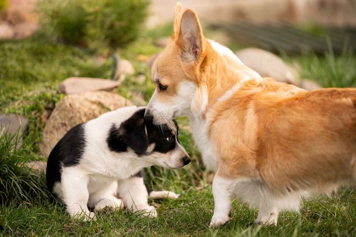 A dog and a puppy are sniffing each other in the grass