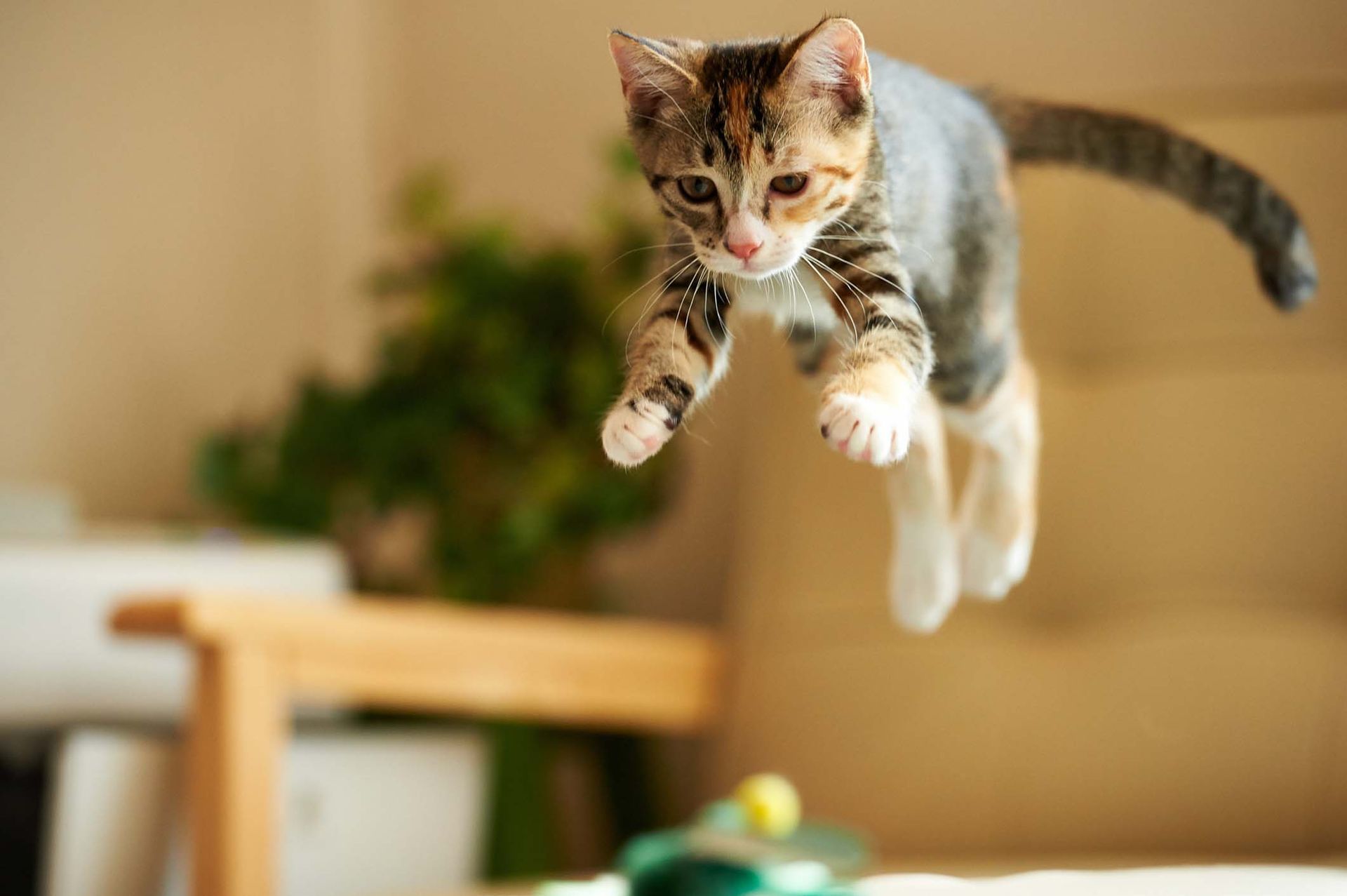 A kitten is jumping in the air in a living room