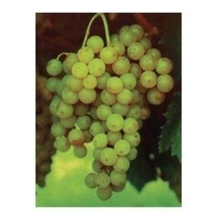 Vite uva bianca barbatelle innestate vermentino special 