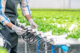 Worker tending hydroponic greenhouse plants with irrigation tubing and white trays