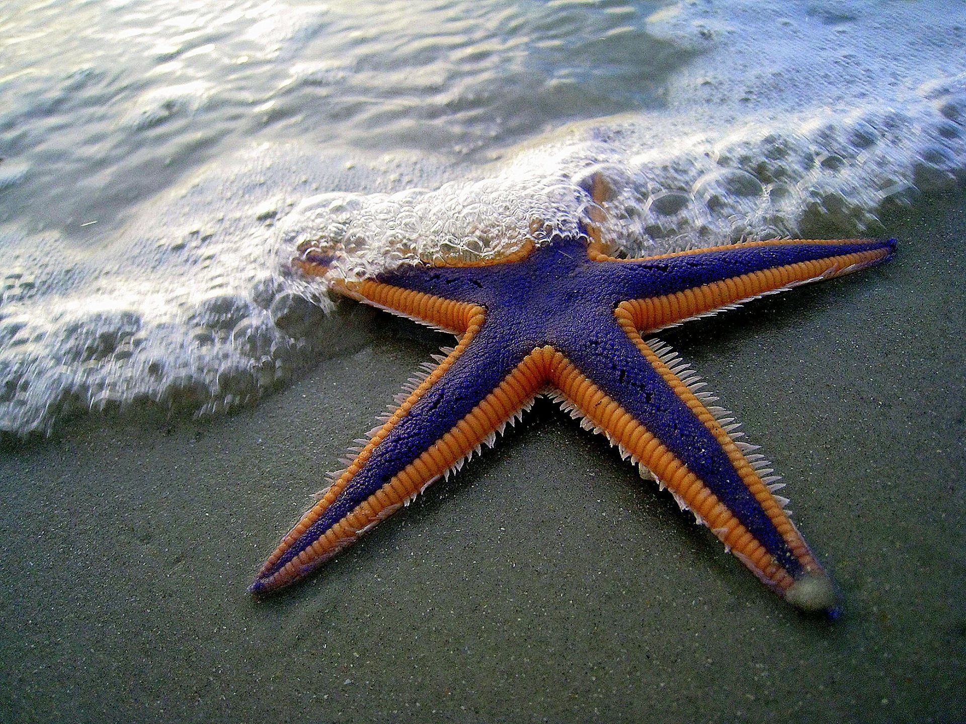 Starfish, purple and orange, on a sandy beach, waves gently lapping.