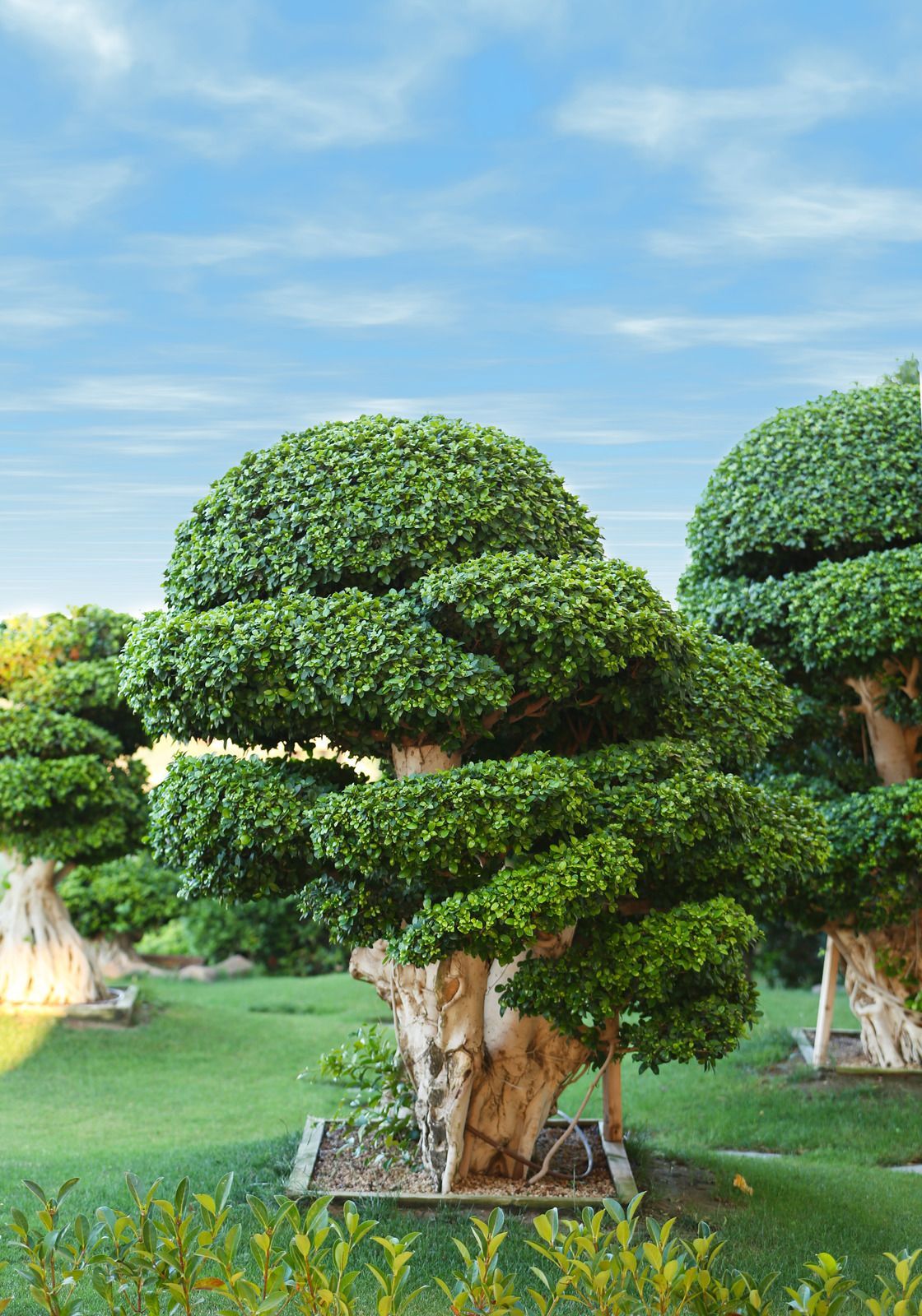 A row of bonsai trees in a garden with a blue sky in the background