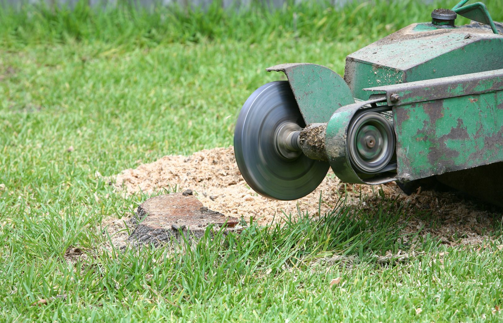 A stump grinder is cutting a tree stump in the grass.