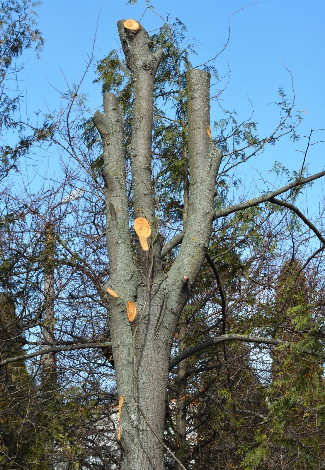 A tree with a lot of branches and a blue sky in the background.
