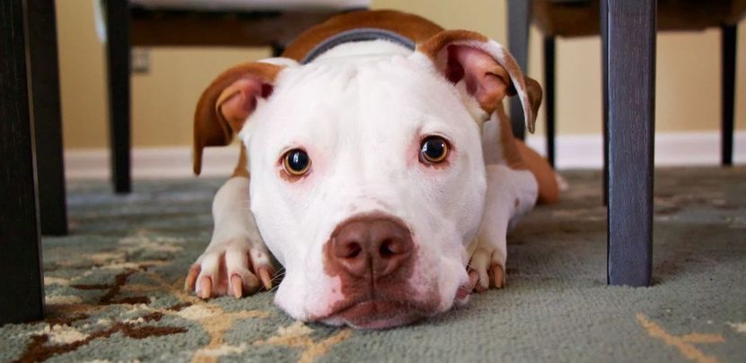 Dog is laying on the floor under a table.