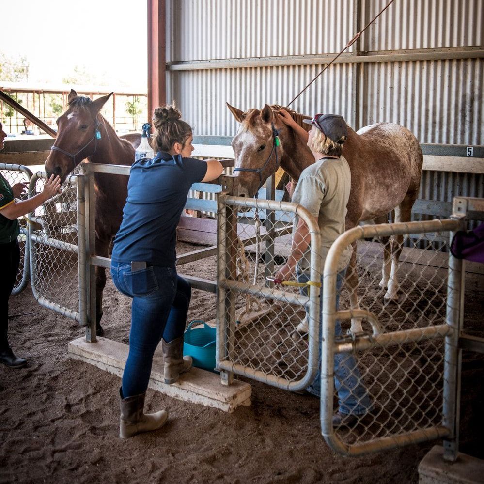 A woman petting a horse in a fenced in area