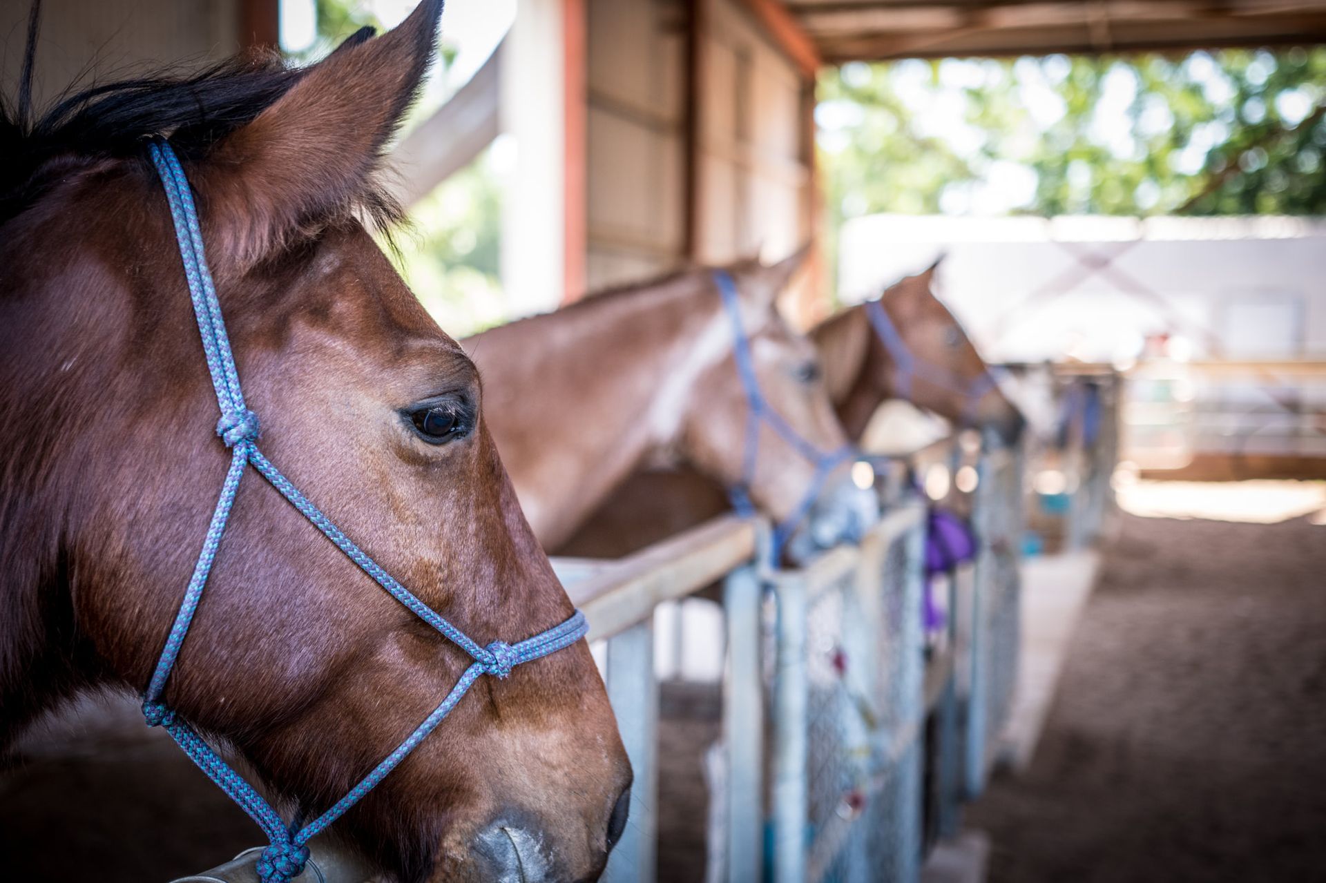 A close up of a horse 's head in a stable.