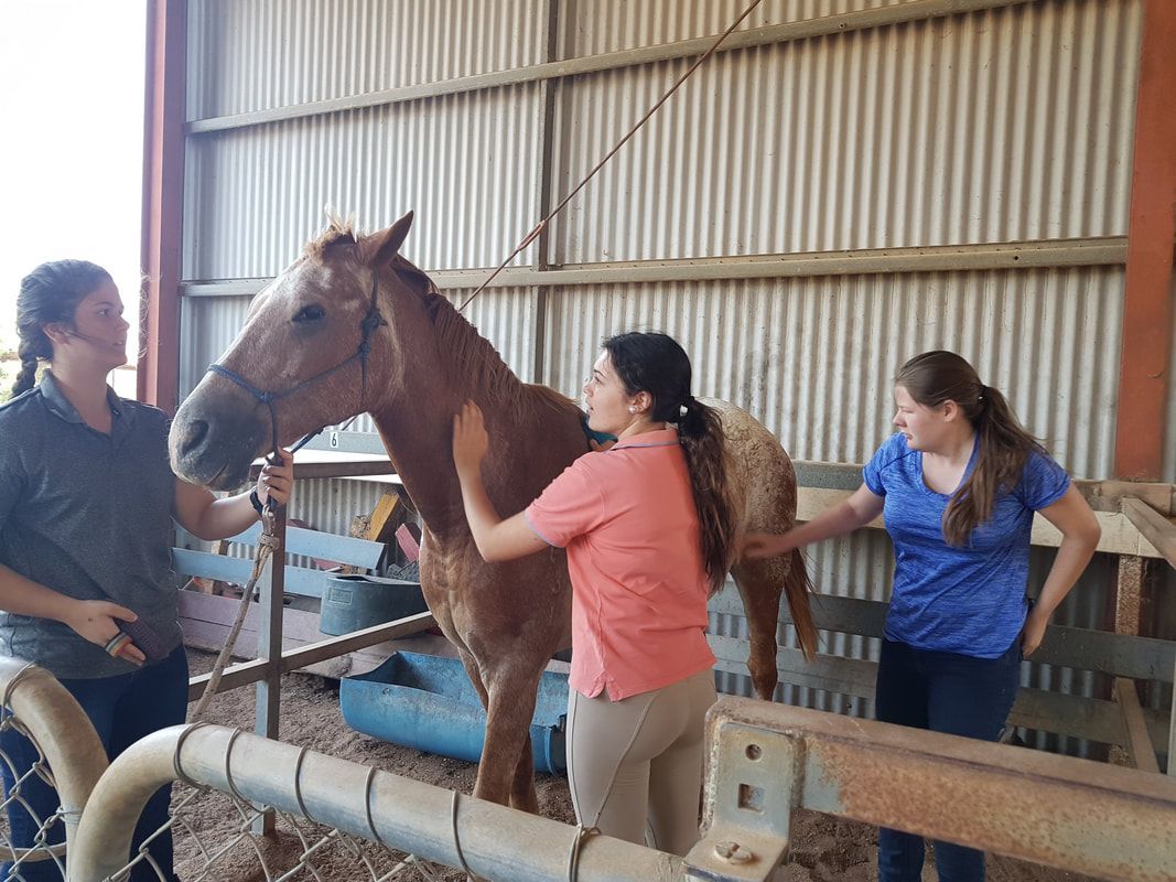 Two women are brushing a horse in a barn.