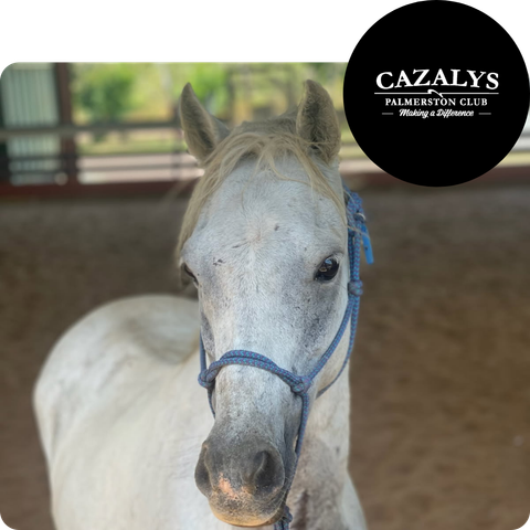 A white horse with a blue bridle and a cazalys logo