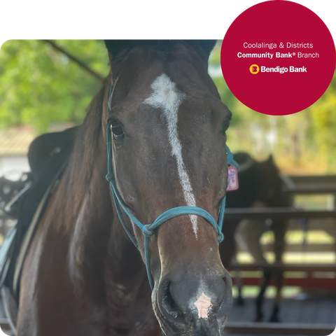 A close up of a brown horse with a white spot on its forehead