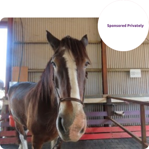A horse in a stable with a sponsored privately logo in the corner