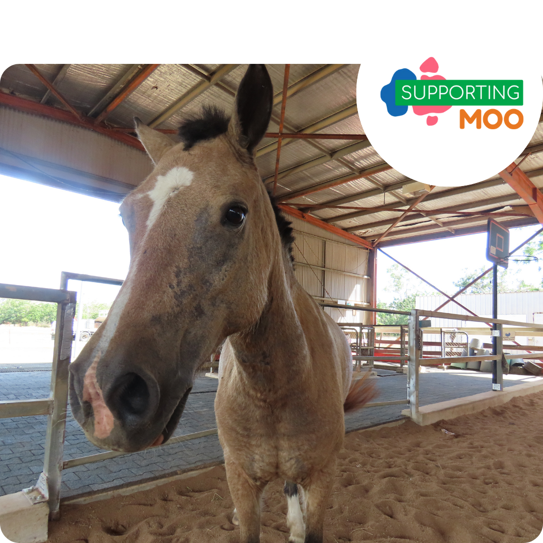 A horse in a stable with a supporting moo logo