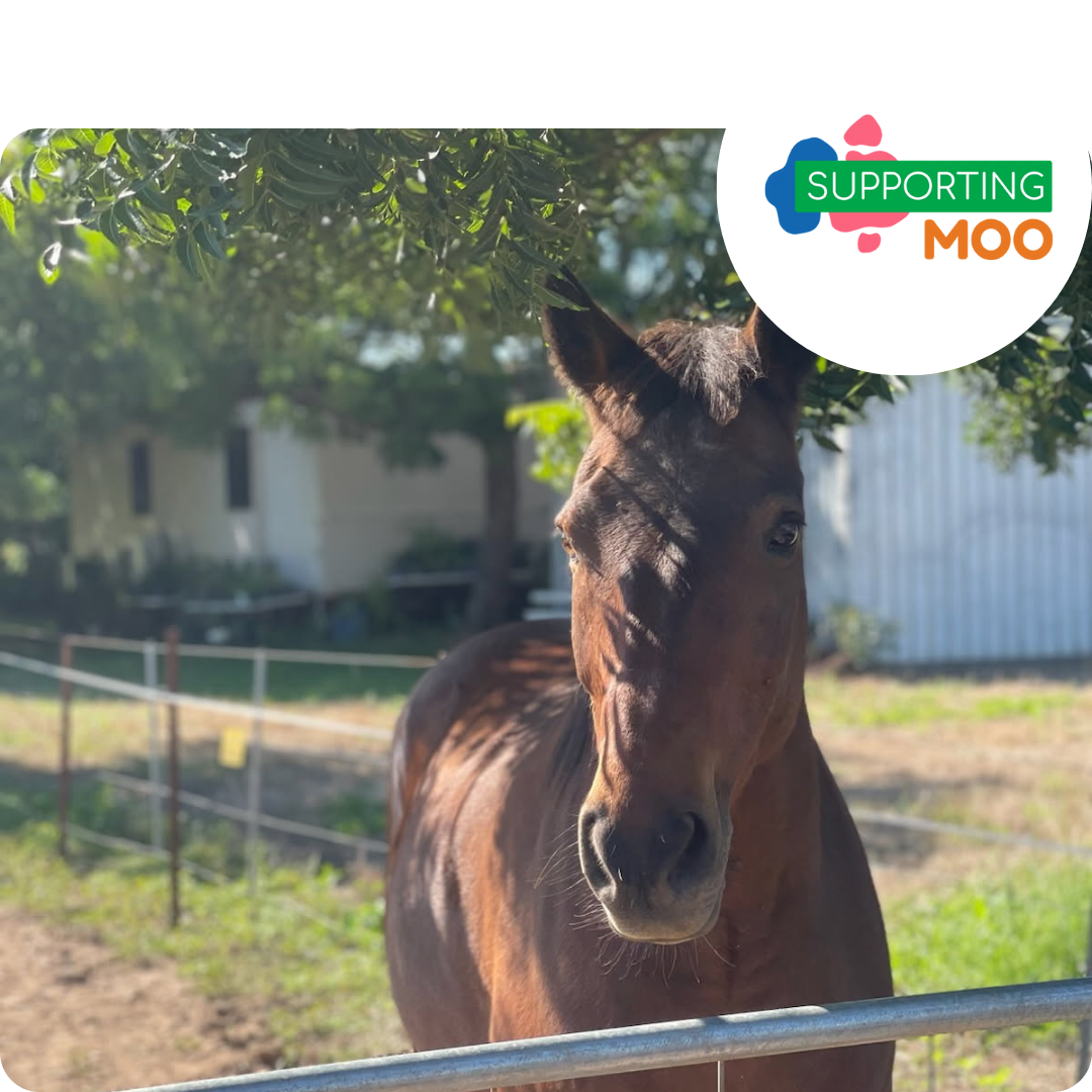 A horse in a stable with a supporting moo logo