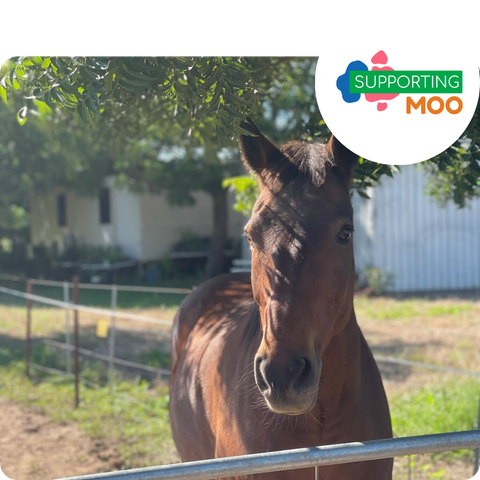 A horse in a stable with a supporting moo logo