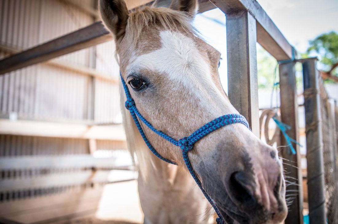 A close up of a horse wearing a blue bridle in a stable.