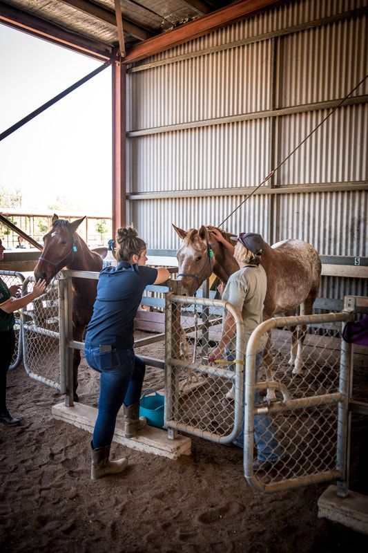 A woman is standing next to a horse in a fenced in area.