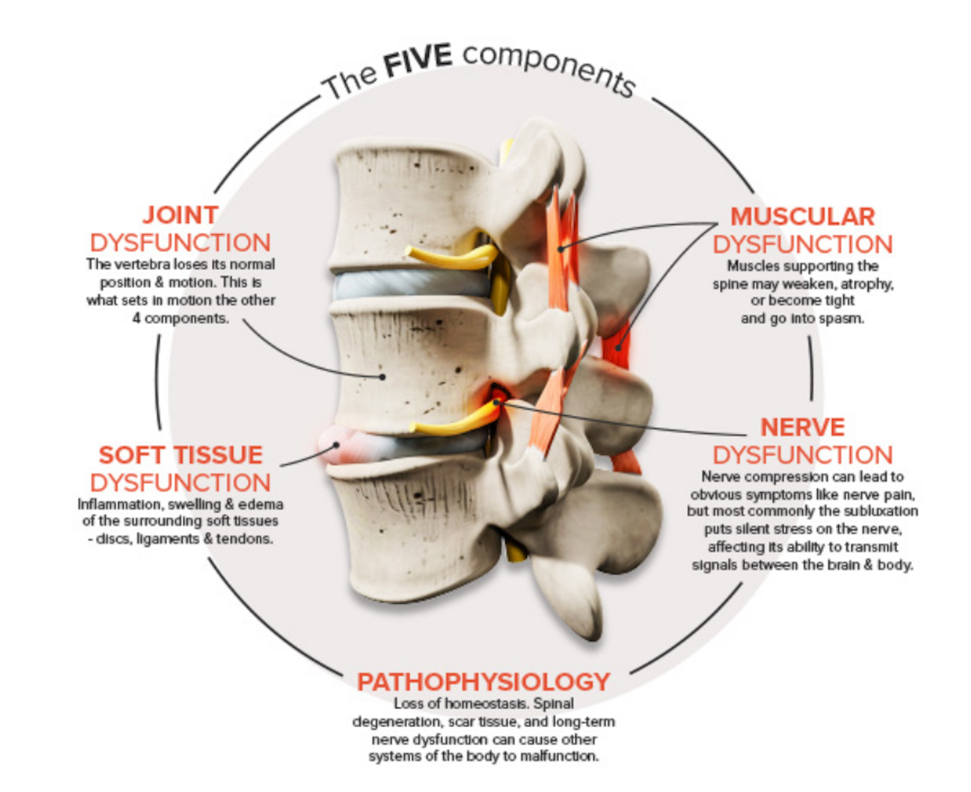 A diagram of the human spine