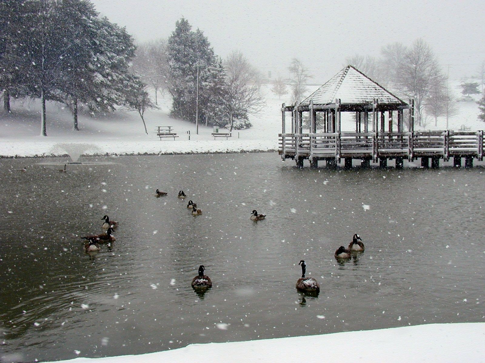 Ducks swimming in a lake at Vlasis Park in Ballwin, Missouri with a gazebo in the background.