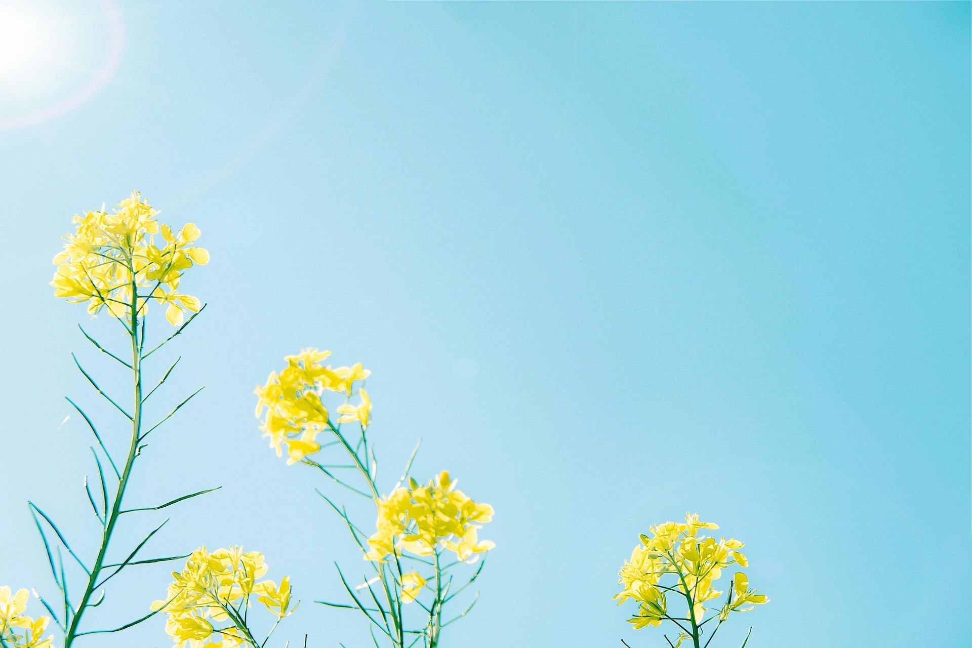 Newly grown flowers in sunlight symbolising renewal
