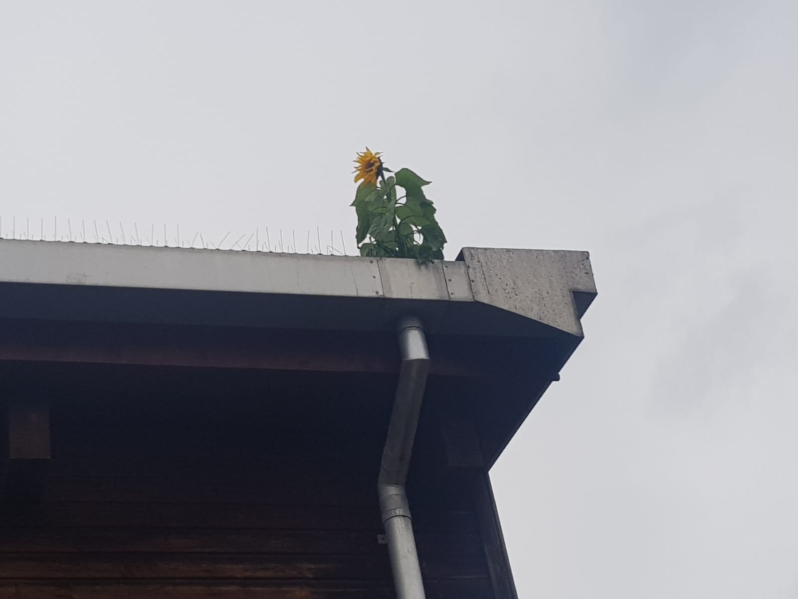 Canary Guttering Services | Replace, repair, clean | Norwich